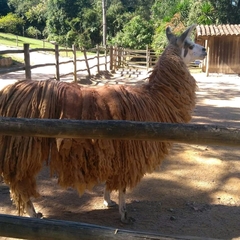Lama glama
