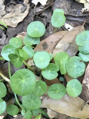 Centella asiatica
