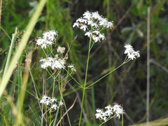 Sabatia macrophylla macrophylla