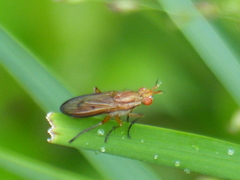 Tetanocera plebeja