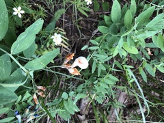 Lathyrus lanszwertii