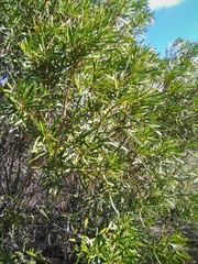 Colliguaja integerrima