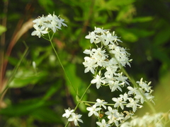 Sabatia macrophylla macrophylla