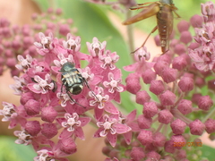 Trichiotinus affinis