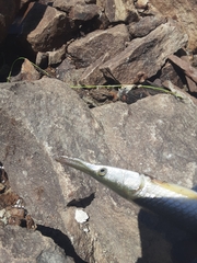 Lepisosteus platostomus