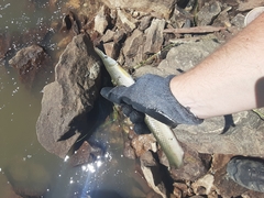 Lepisosteus platostomus