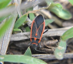 Melacoryphus circumlitus