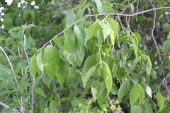 Celtis caudata
