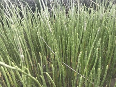 Salicornia perennis