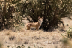Vulpes velox