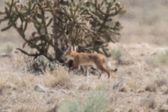 Vulpes velox
