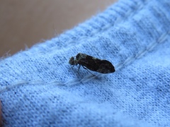 Myopsocidae