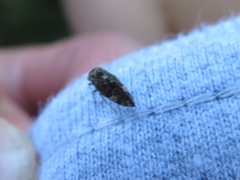 Myopsocidae