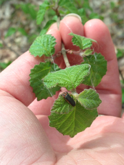 Atalantycha bilineata