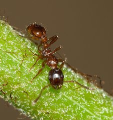 Myrmica