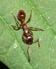 Myrmica