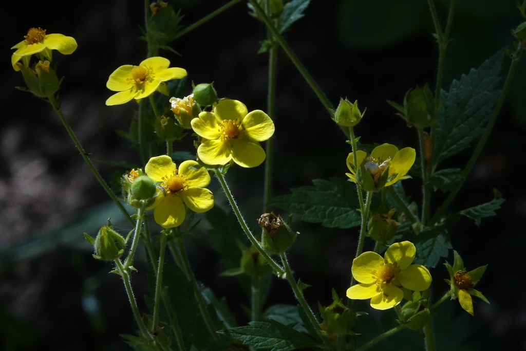 slender cinquefoil from Bannock County, ID, USA on July 12, 2020 at 10: ...