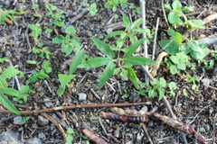 Bursera cuneata