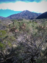 Acanthostyles buniifolius
