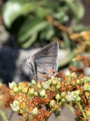 Strymon melinus