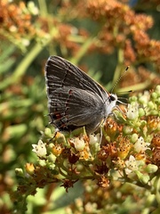 Strymon melinus