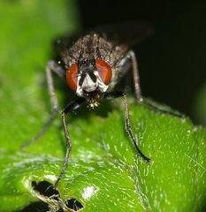 Anthomyiidae