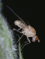 Lauxaniidae