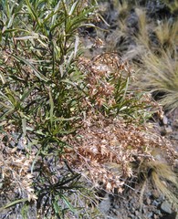 Acanthostyles buniifolius