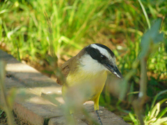 Pitangus sulphuratus