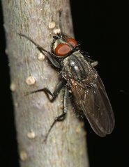 Anthomyiidae