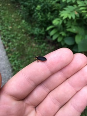 Lucidota atra
