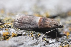 Acrobasis demotella