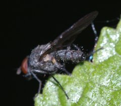 Anthomyiidae