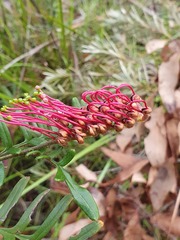 Grevillea caleyi
