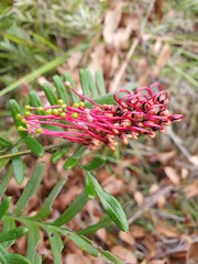 Grevillea caleyi