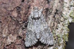 Acronicta rubricoma
