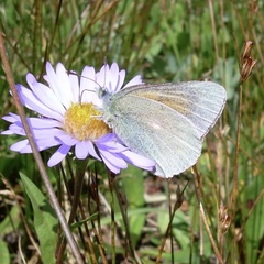 Colias meadii