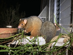 Pseudocheirus peregrinus