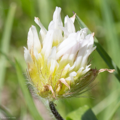 Trifolium longipes