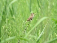 Acrocephalus bistrigiceps