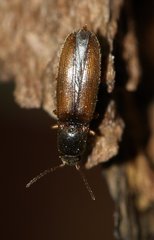 Agriotes