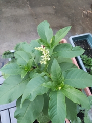 Phytolacca americana