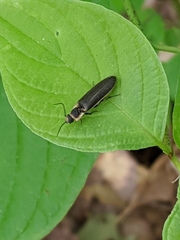Denticollis denticornis
