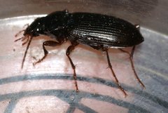 Nebria