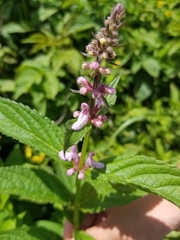 Stachys latidens