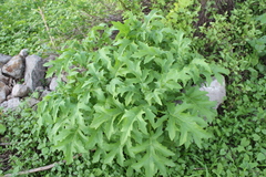 Roldana heracleifolia