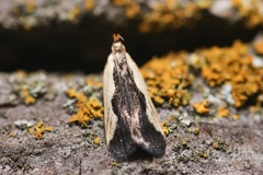 Dichomeris inserrata