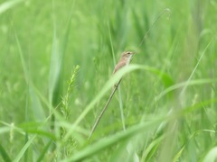 Acrocephalus bistrigiceps