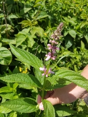 Stachys latidens