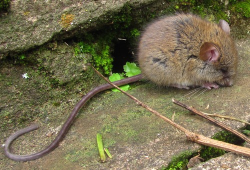 Mount Kenya Wood Mouse (Hylomyscus endorobae) — Least Concern Mammalia